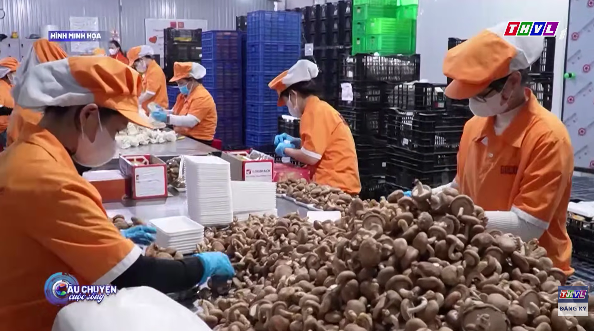 Câu Chuyện Cuộc Sống: Kế hoạch sự nghiệp, bài học từ hội chứng “biết hết” và sức khỏe chủ động