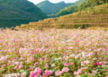 Hà Giang tháng 10 gọi tên những tay lái ưa xê dịch với sắc hồng tam giác mạch phủ kín cao nguyên đá và cung phượt Mã Pí Lèng huyền thoại