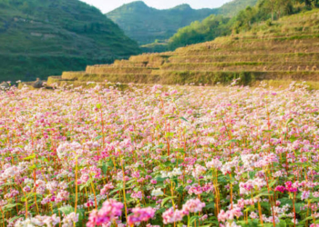Hà Giang tháng 10 gọi tên những tay lái ưa xê dịch với sắc hồng tam giác mạch phủ kín cao nguyên đá và cung phượt Mã Pí Lèng huyền thoại