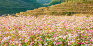 Hà Giang tháng 10 gọi tên những tay lái ưa xê dịch với sắc hồng tam giác mạch phủ kín cao nguyên đá và cung phượt Mã Pí Lèng huyền thoại