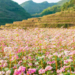 Hà Giang tháng 10 gọi tên những tay lái ưa xê dịch với sắc hồng tam giác mạch phủ kín cao nguyên đá và cung phượt Mã Pí Lèng huyền thoại