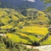 Sapa tháng 10 đón mùa mây luồn kỳ ảo và những dải lúa chín muộn thung lũng Mường Hoa vẫy gọi hội mê xê dịch