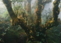 Đỉnh Samu Sơn La bước vào mùa trekking đẹp nhất năm với khu rừng rêu cổ tích ma mị cao 2.756m