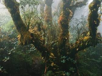 Đỉnh Samu Sơn La bước vào mùa trekking đẹp nhất năm với khu rừng rêu cổ tích ma mị cao 2.756m