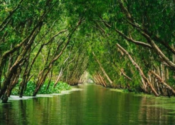 Rừng tràm Trà Sư tháng 10 đón đỉnh lũ mùa nước nổi rủ rê hội bạn trẻ chèo xuồng rẽ thảm bèo xanh mướt và thưởng thức lẩu cá linh bông điên điển