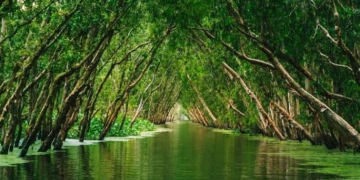 Rừng tràm Trà Sư tháng 10 đón đỉnh lũ mùa nước nổi rủ rê hội bạn trẻ chèo xuồng rẽ thảm bèo xanh mướt và thưởng thức lẩu cá linh bông điên điển