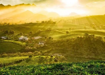 Mộc Châu đón tiết thu tháng 10 se lạnh cùng trải nghiệm cắm trại rừng thông Bản Áng và check-in đồi chè trái tim xanh ngát